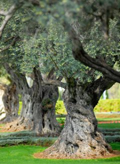 Oliv’ L’art de la Provence